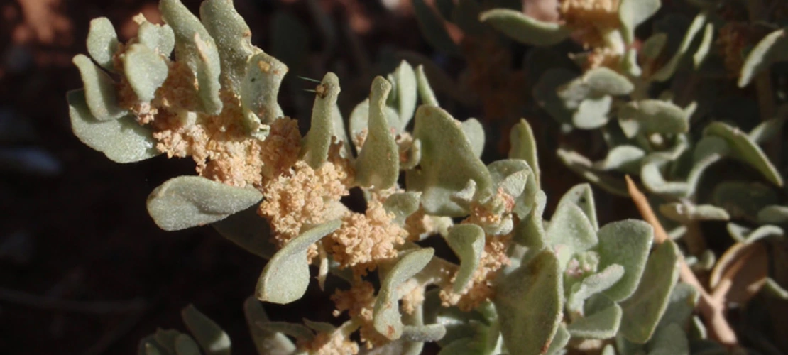 Atriplex confertifolia flowers