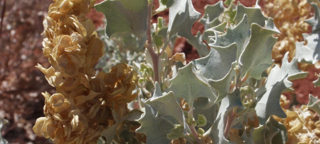 Atriplex hymenelytra