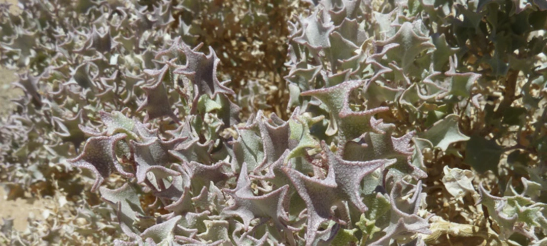 Atriplex hymenelytra leaves