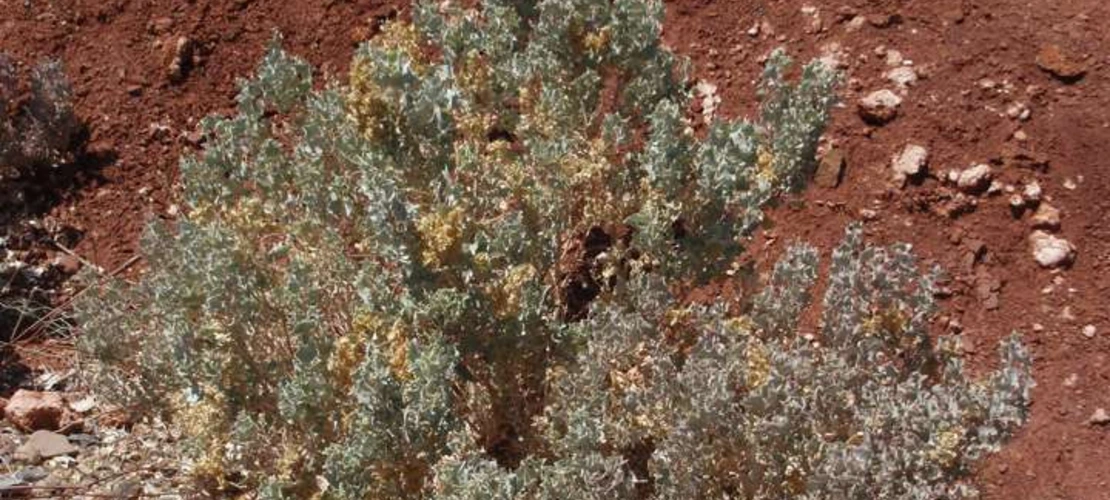 Atriplex hymenelytra