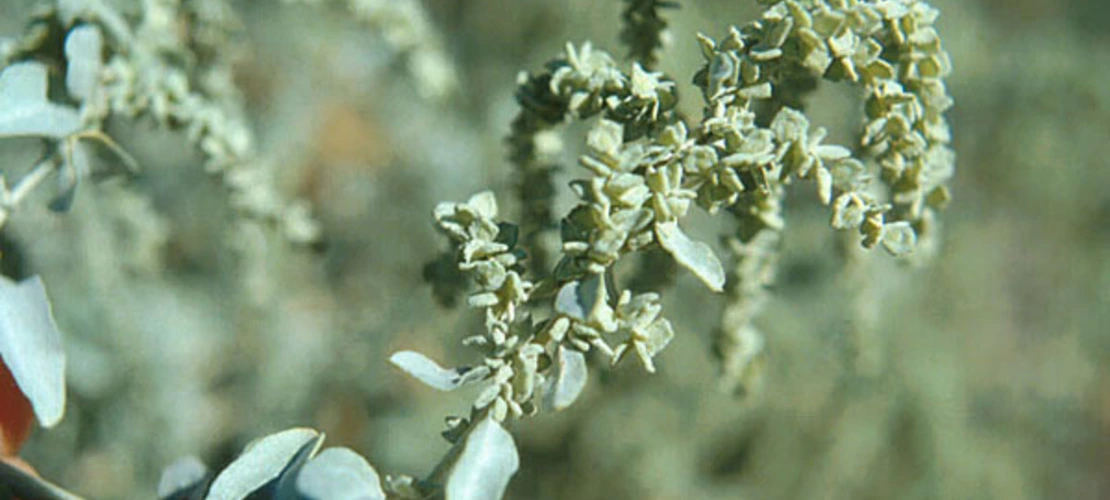 Atriplex lentiformis