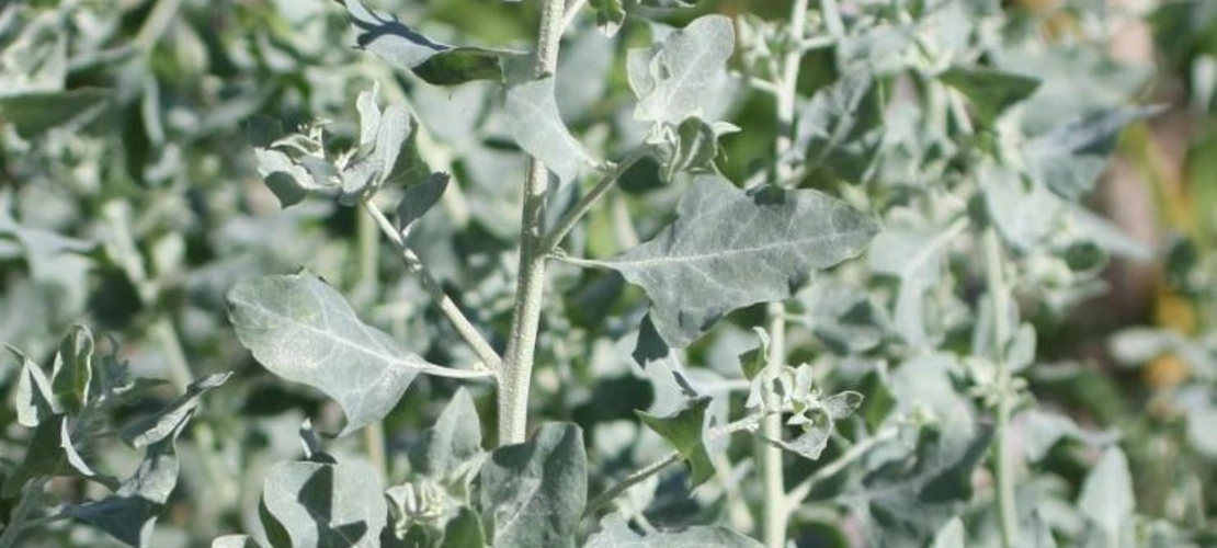 Atriplex lentiformis