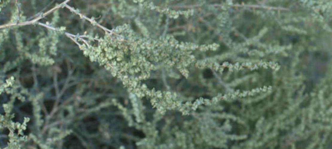 Atriplex polycarpa close up