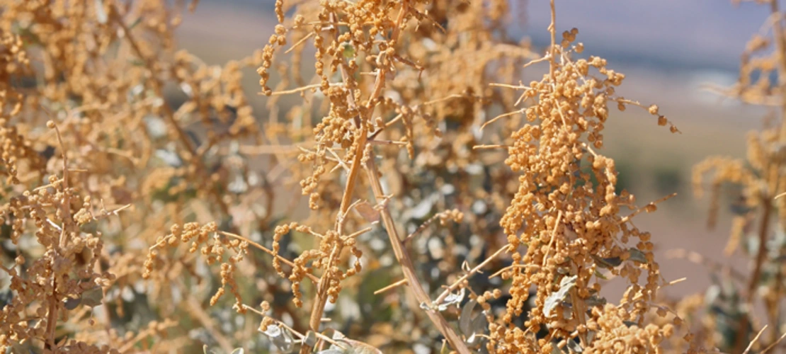 Atriplex torreyi