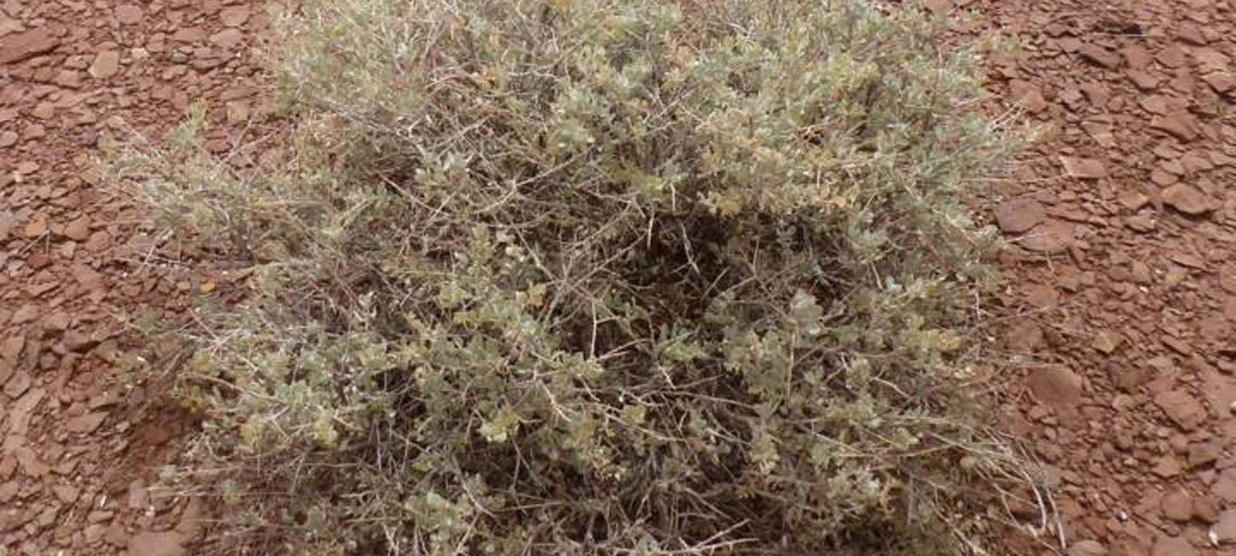 Atriplex confertifolia