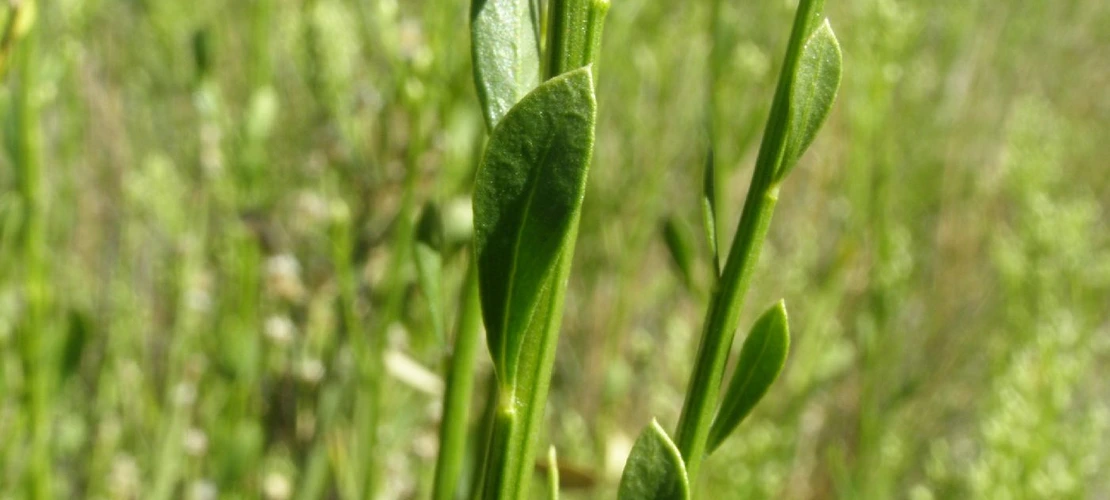 Baccharis sergiloides leaves