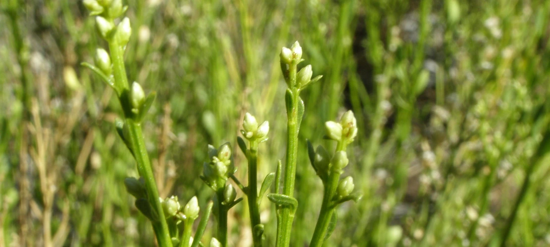 Baccharis sergiloides buds