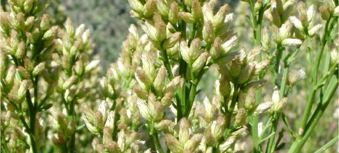 Baccharis sergiloides flowers