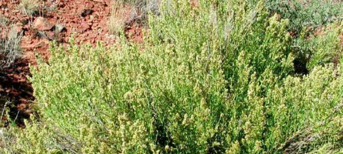 Baccharis sergiloides