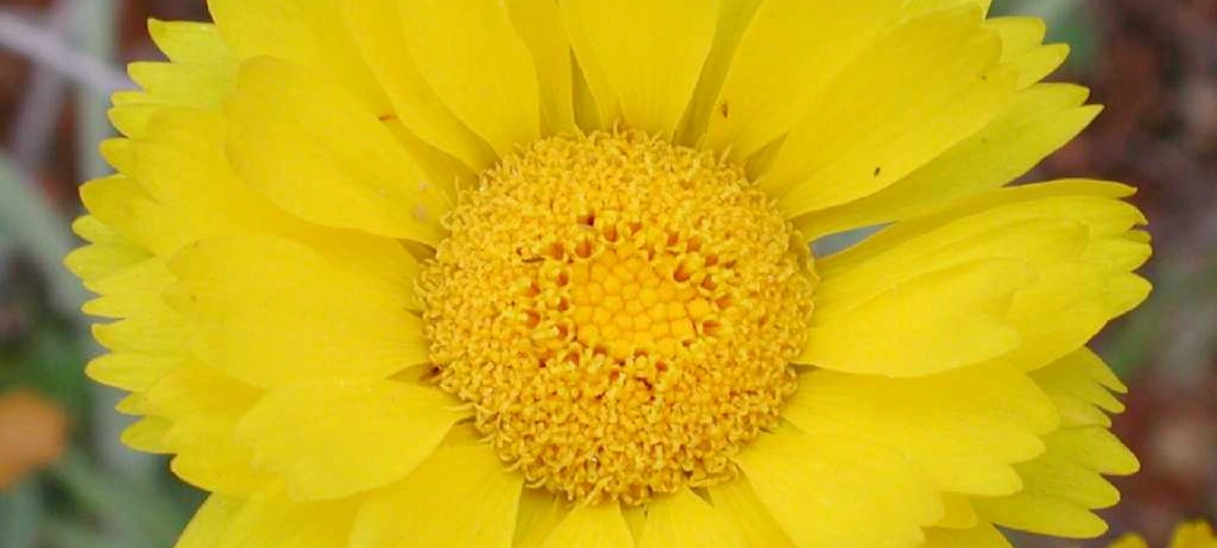 Baileya multiradiata flower