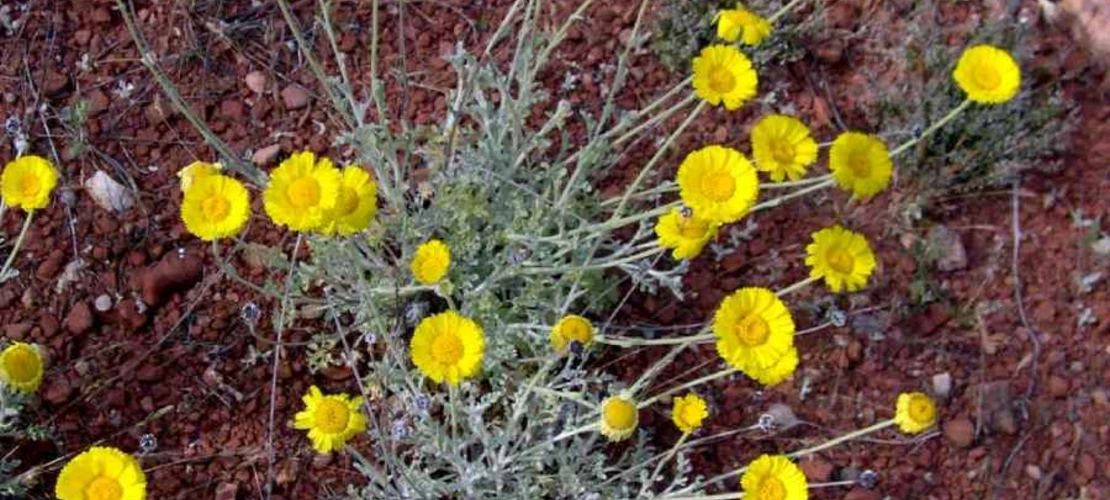 Baileya multiradiata