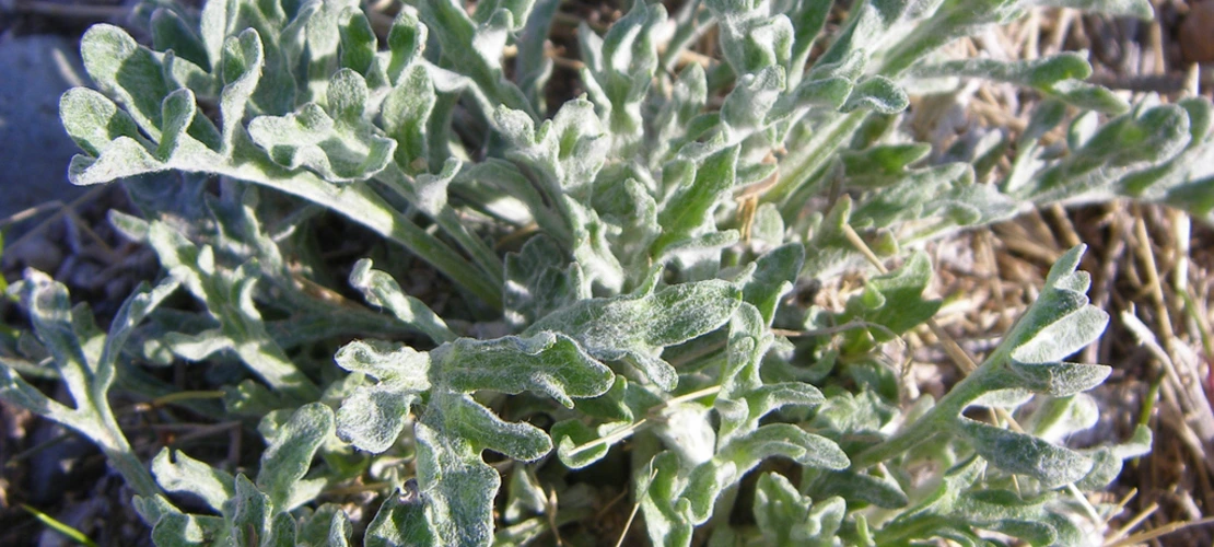 Baileya multiradiata