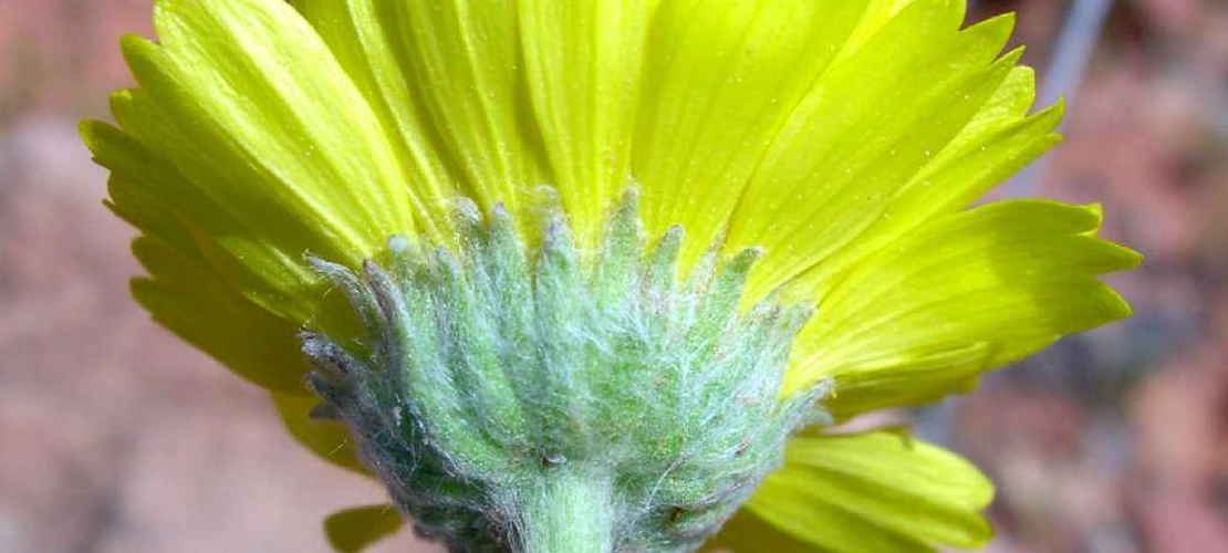 Baileya multiradiata flower underside