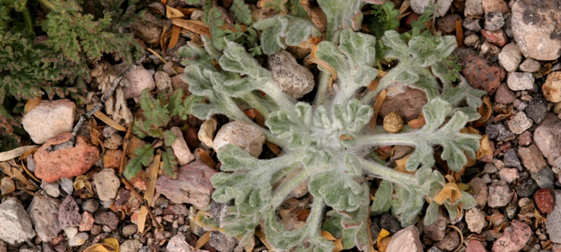 Baileya multiradiata seedling