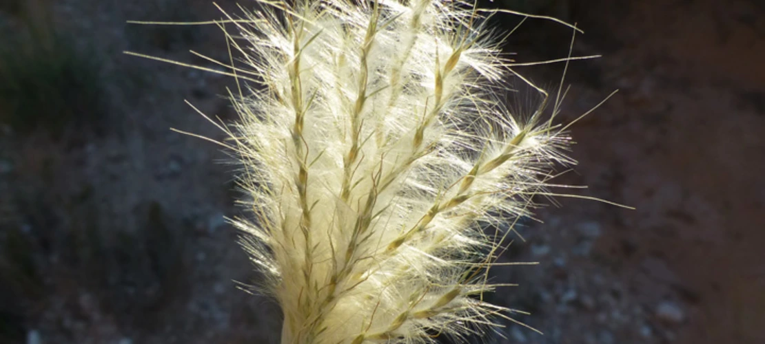 Bothriochloa barbinodis inflorescence