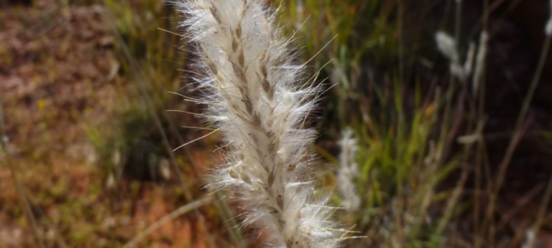 Bothriochloa barbinodis inflorescence