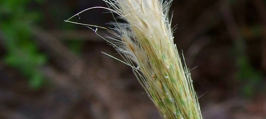 Bothriochloa barbinodis inflorescence