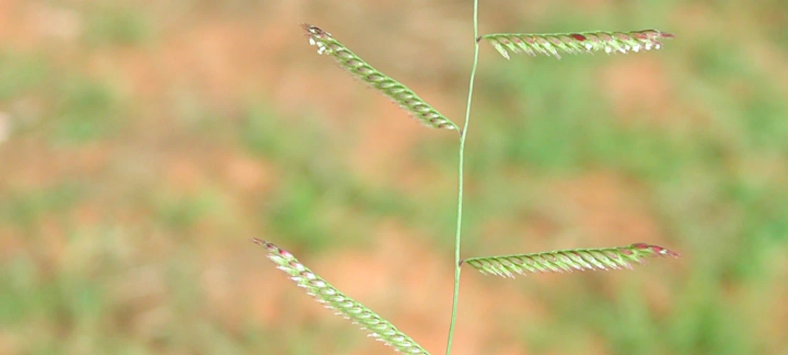 Bouteloua barbata seed heads