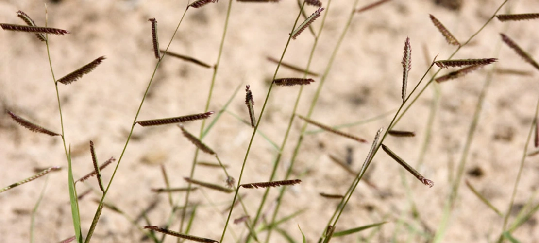 Bouteloua barbata seed heads