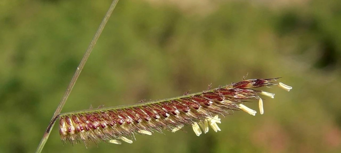Bouteloua barbata inflorescence