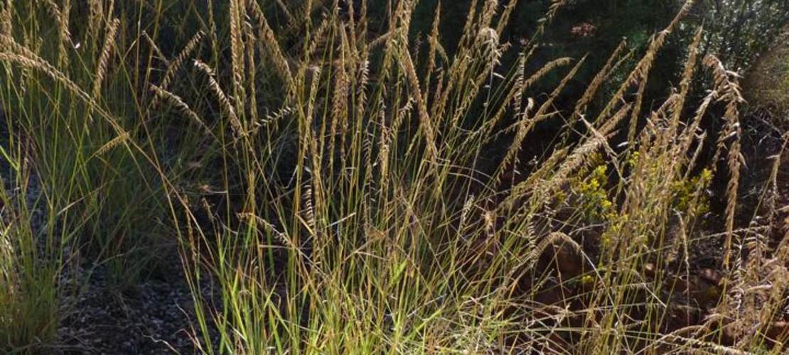 Bouteloua curtipendula