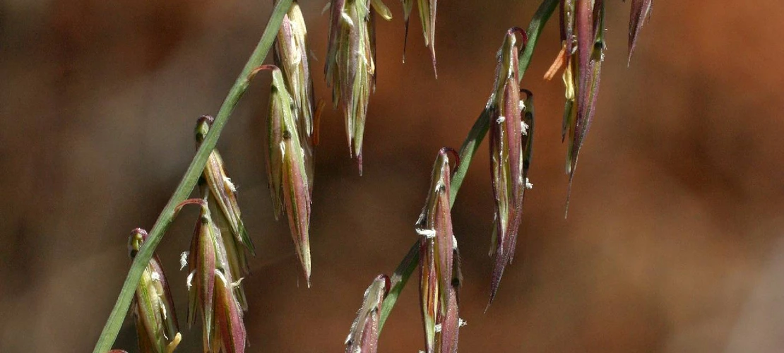 Bouteloua curtipendula inflorescence