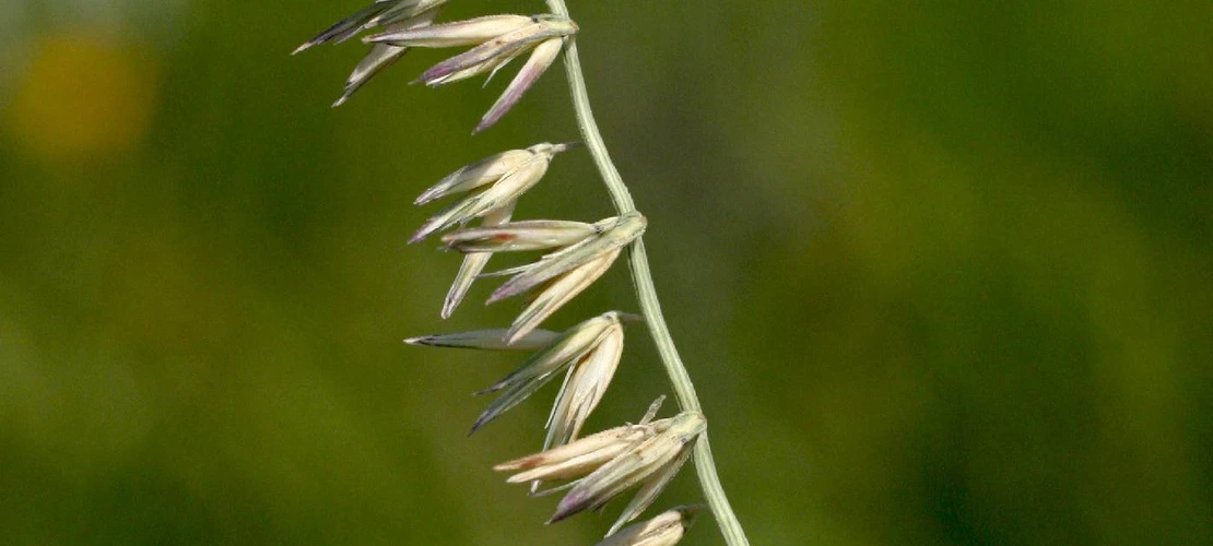 Bouteloua curtipendula seed head