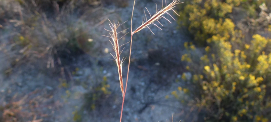 Bouteloua eriopoda seed head