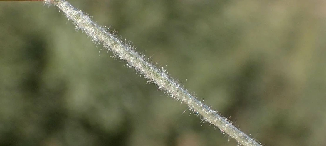 Bouteloua eriopoda pilose internode