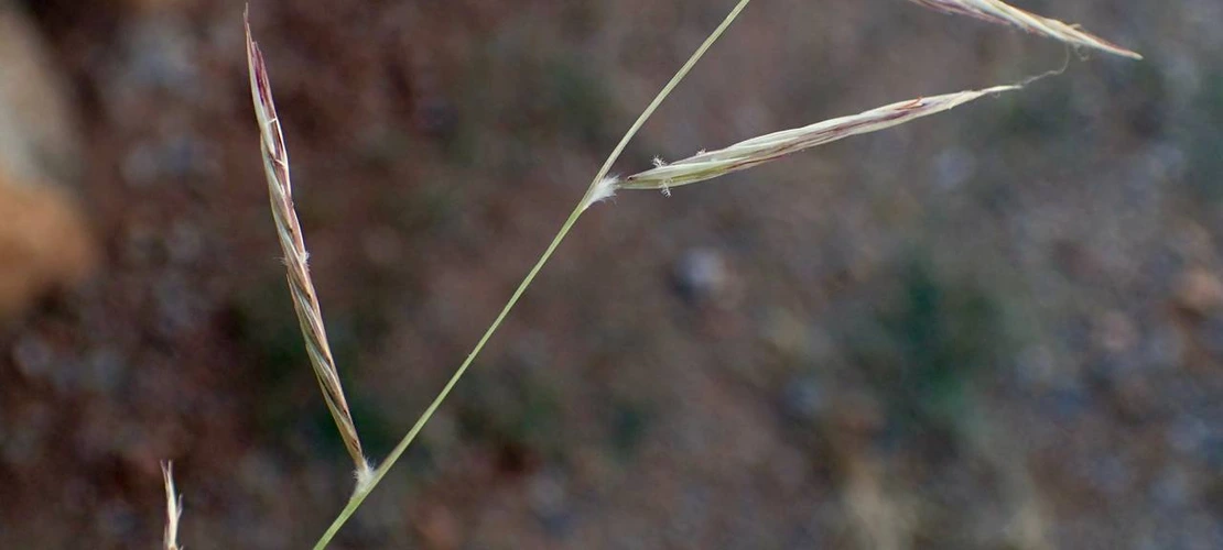 Bouteloua eriopoda inflorescence