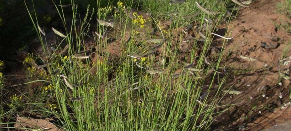 Bouteloua gracilis