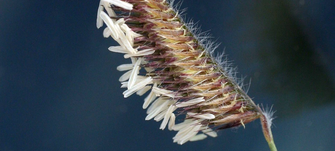 Bouteloua gracilis inflorescence