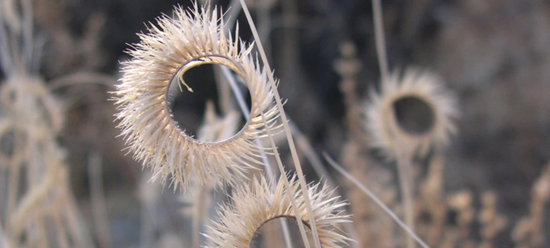 Bouteloua gracilis seed head