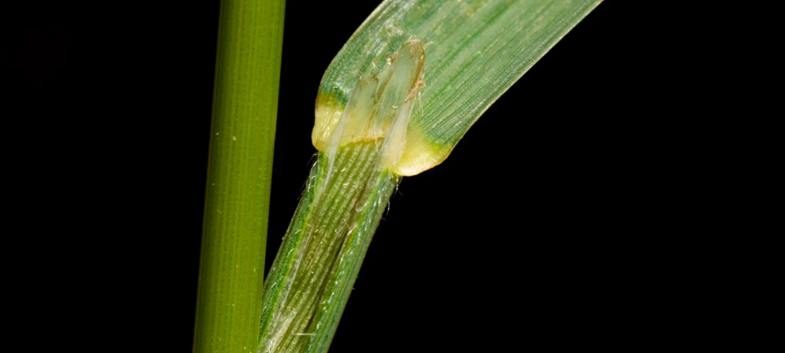 Bromus carinatus