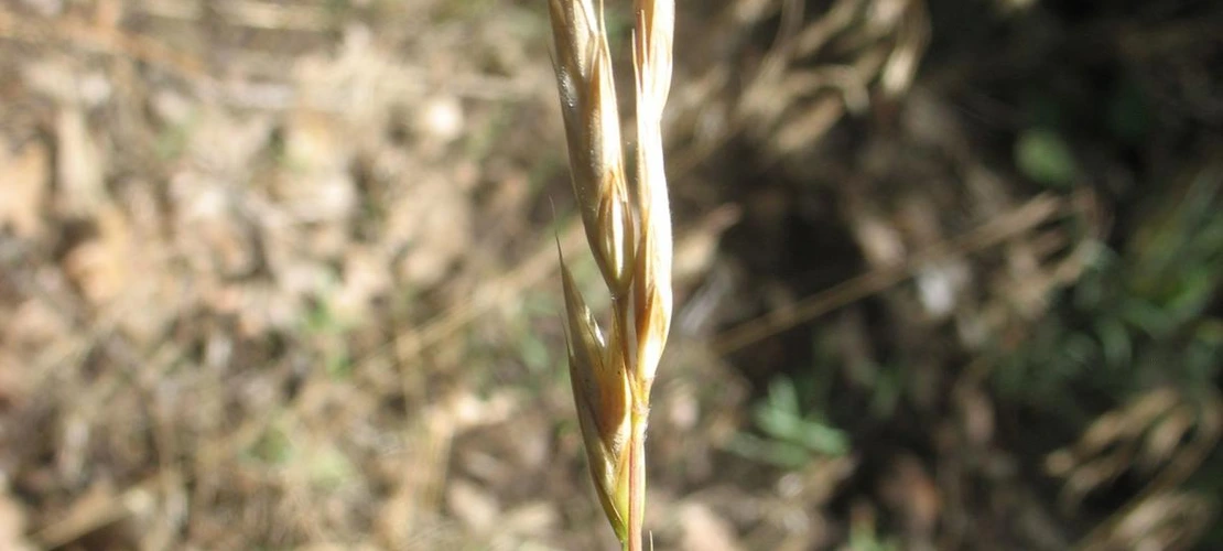 Bromus carinatus