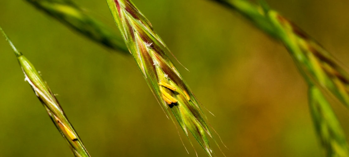 Bromus carinatus