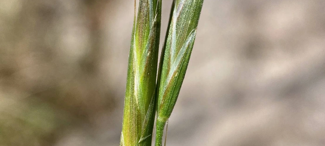 Bromus carinatus