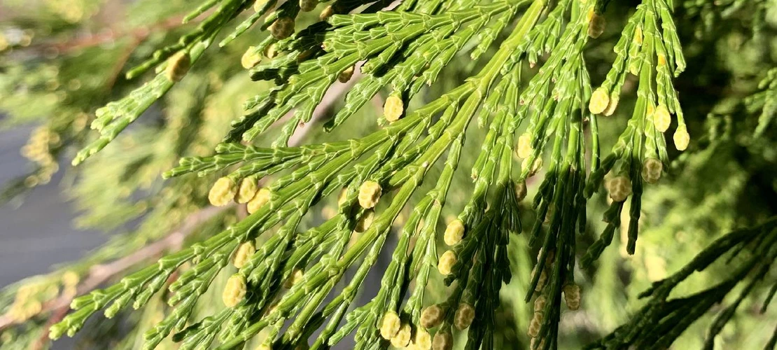 Calocedrus decurrens