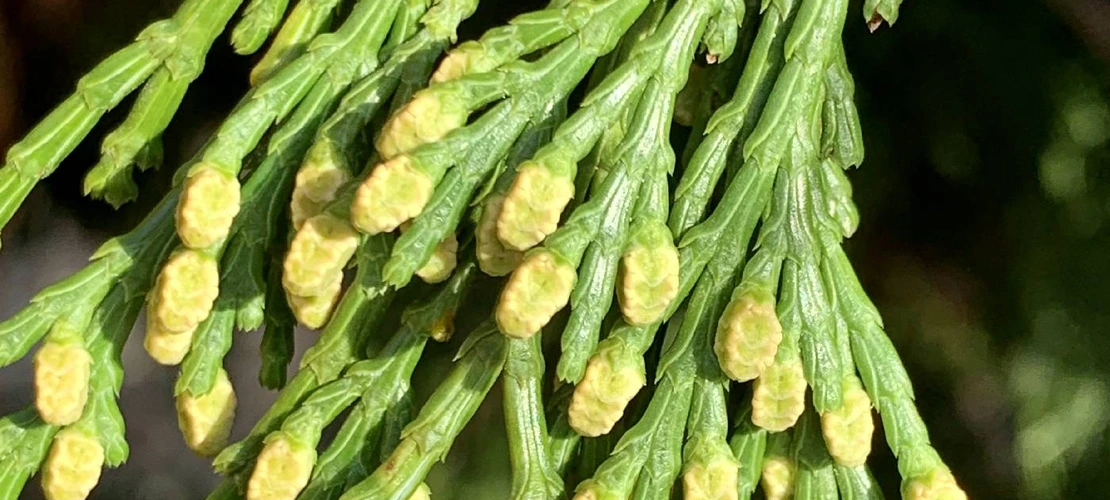 Calocedrus decurrens