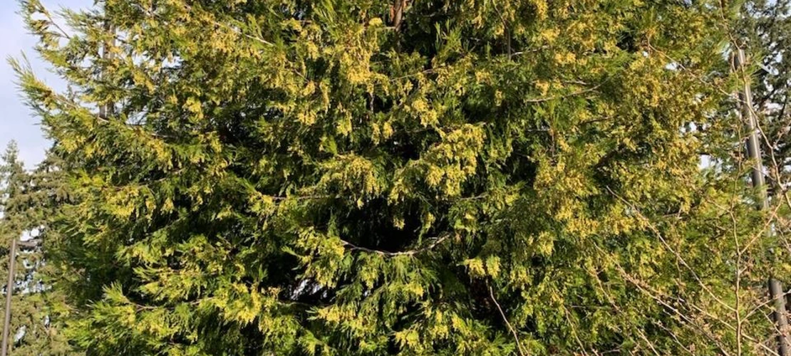 Calocedrus decurrens