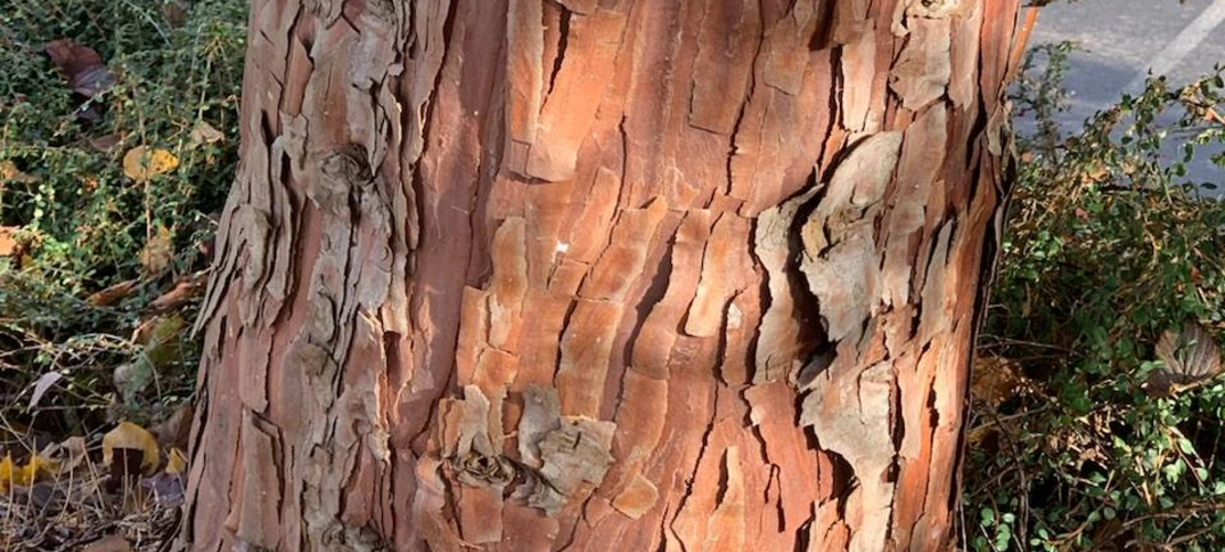 Calocedrus decurrens trunk