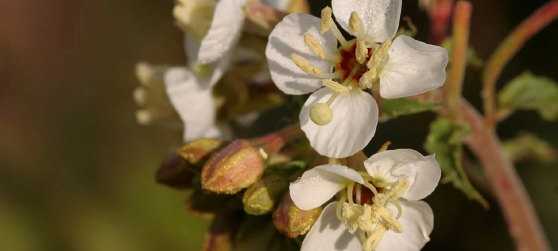 Camissonia claviformis
