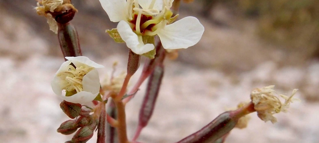 Camissonia claviformis