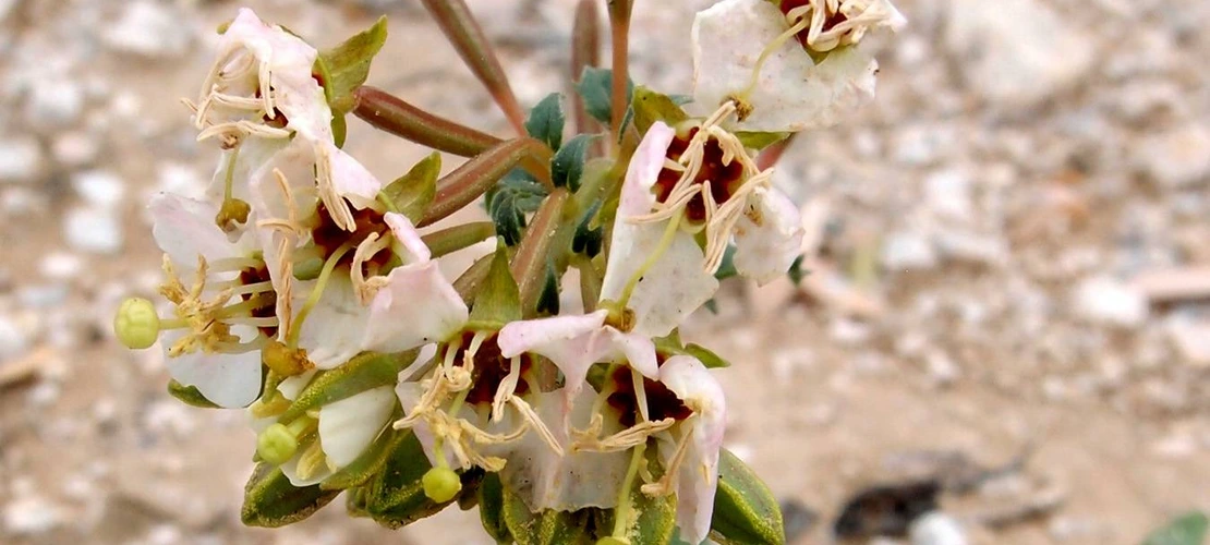 Camissonia claviformis