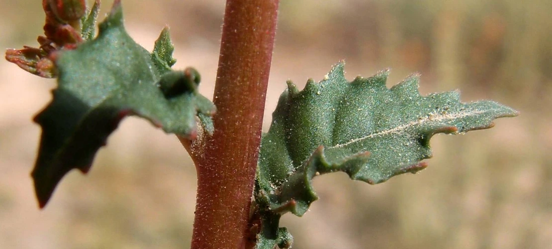 Camissonia claviformis