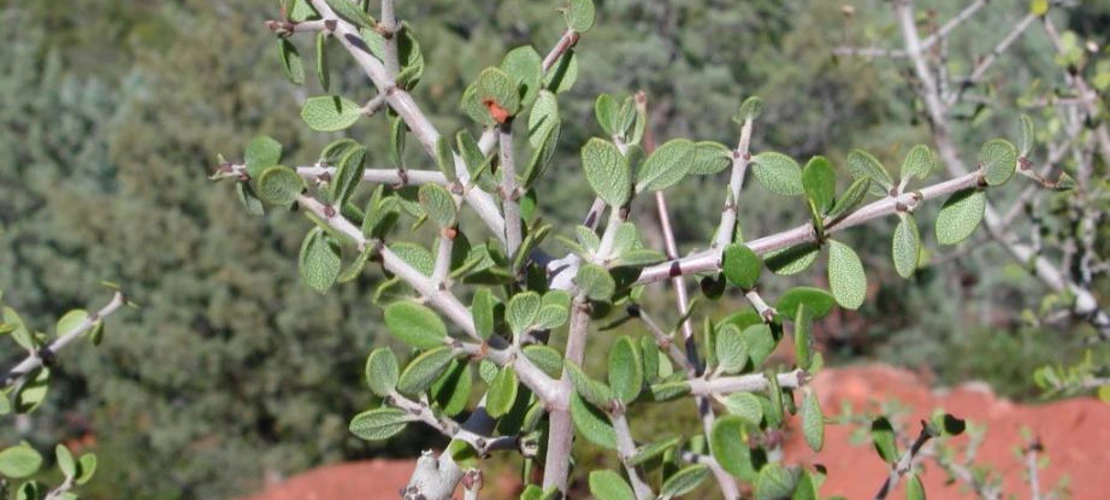 Ceanothus greggii leaves