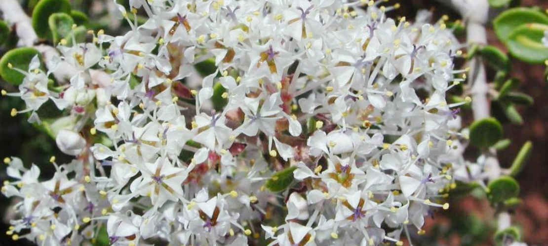 Ceanothus greggii flowers