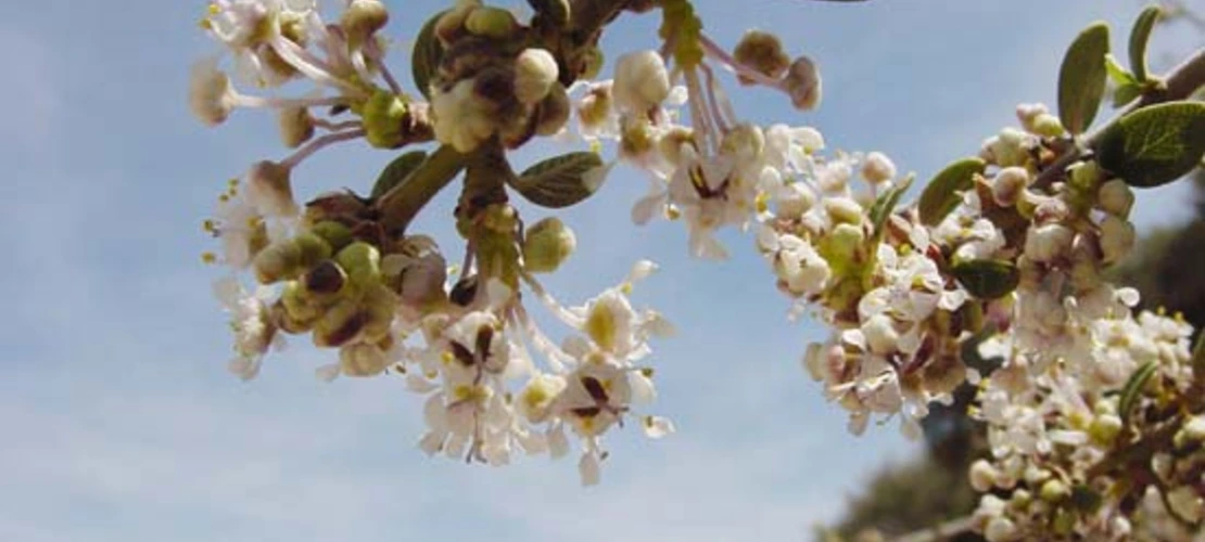 Ceanothus greggii flowers