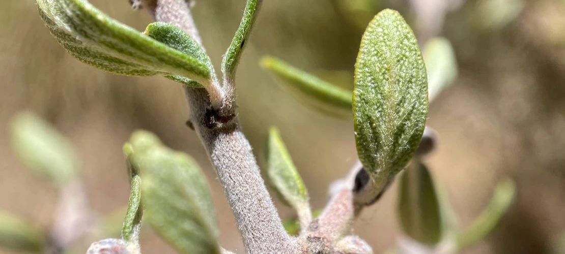 Ceanothus greggii leaves