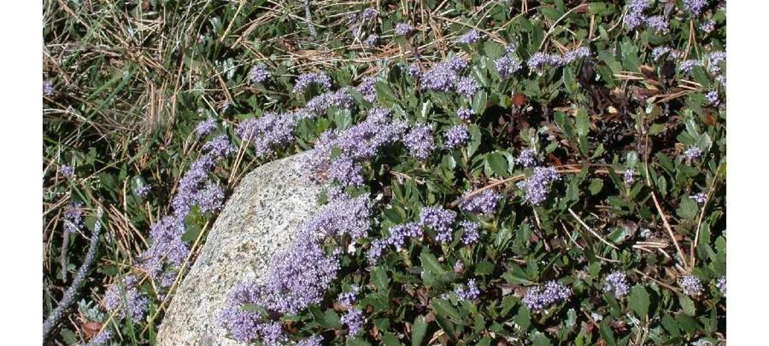 Ceanothus prostratus